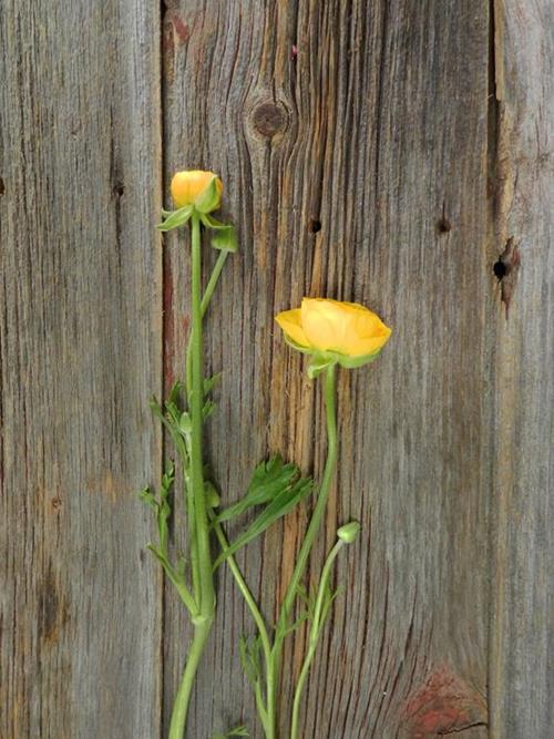  YELLOW RANUNCULUS